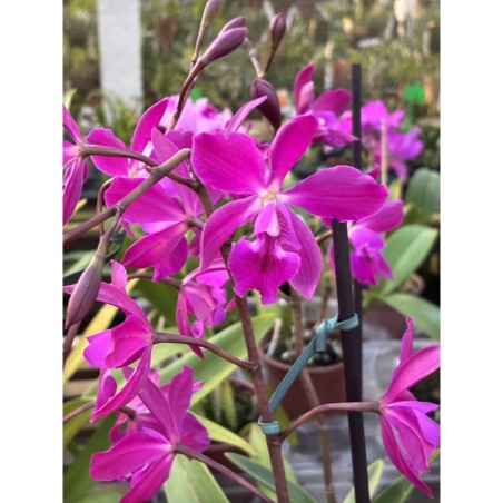 Epicattleya Yucatán