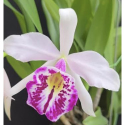 BC. TAIWAN BIG LIP