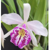 BC. TAIWAN BIG LIP