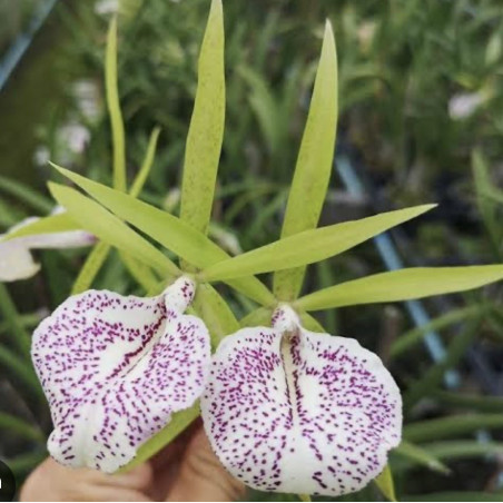 CATTLEYA NAKORNPATHOME SILVER