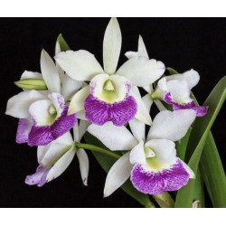 BC.HAIWAIIAN STAR