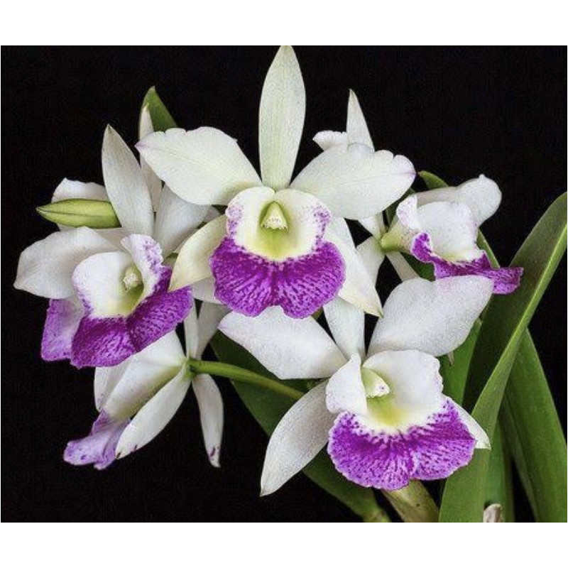 BC.HAIWAIIAN STAR