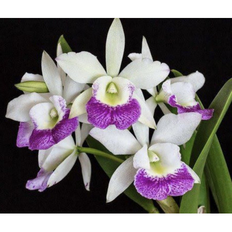 BC.HAIWAIIAN STAR