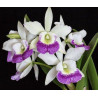 BC.HAIWAIIAN STAR