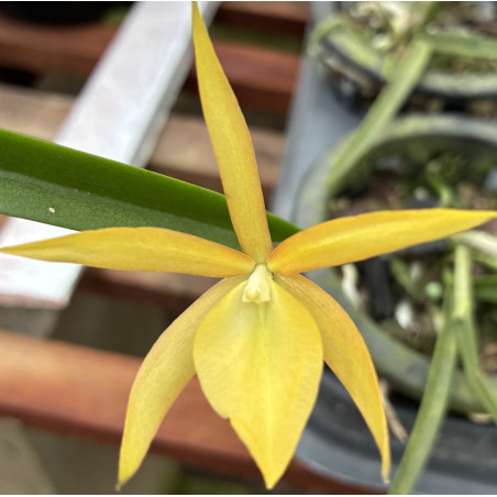BRASSANTHE SUNNY DELIGHT