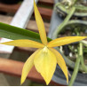 BRASSANTHE SUNNY DELIGHT