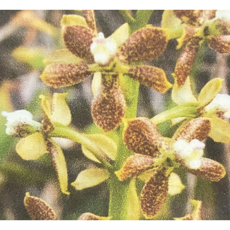 ANACHEILIUM PACHYSEPALUM