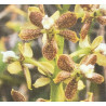 ANACHEILIUM PACHYSEPALUM