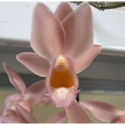 CLOWESATUM PINK LEMONADE