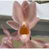 CLOWESATUM PINK LEMONADE