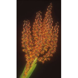 POLYSTACHIA PANICULATA