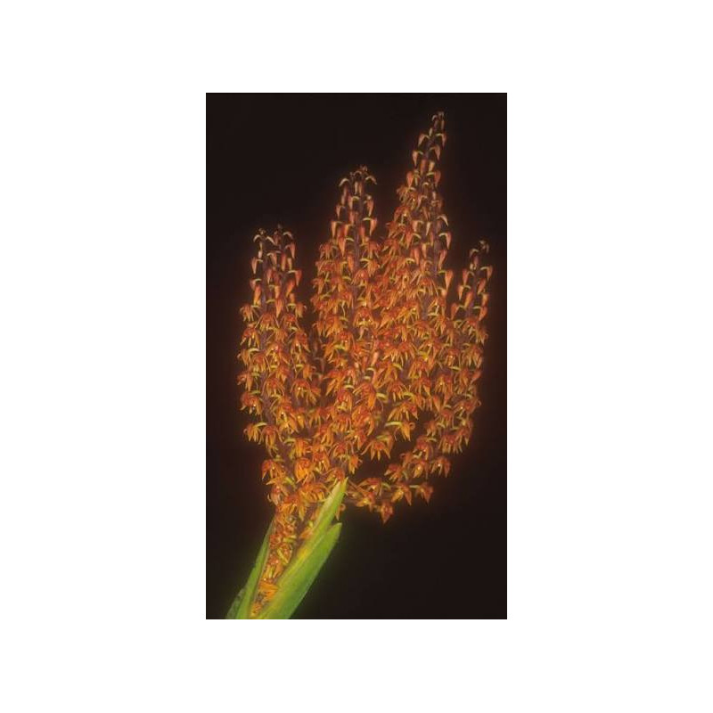 POLYSTACHIA PANICULATA