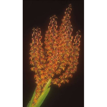 POLYSTACHIA PANICULATA