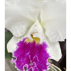 BLC. MILDRED RIVES ' ORCHIDGLADE'