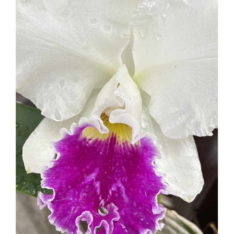 BLC. MILDRED RIVES ' ORCHIDGLADE'