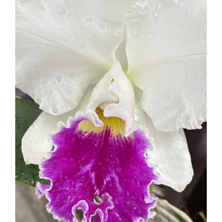 BLC. MILDRED RIVES ' ORCHIDGLADE'