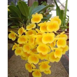 Dendrobium aggregatum