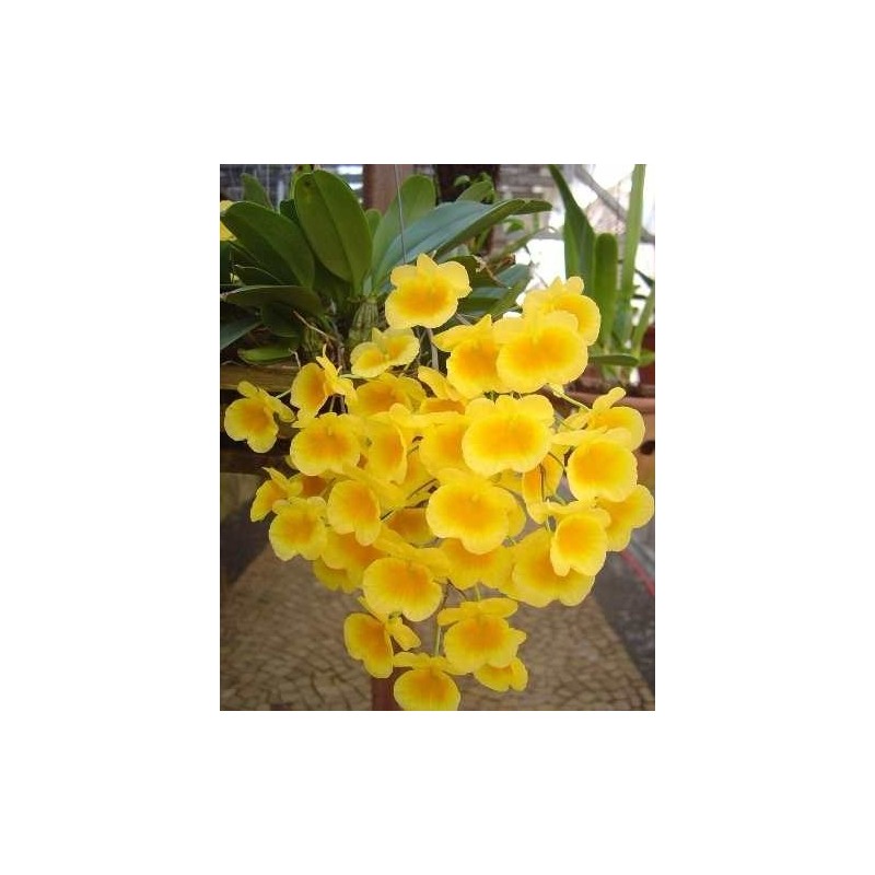 Dendrobium aggregatum