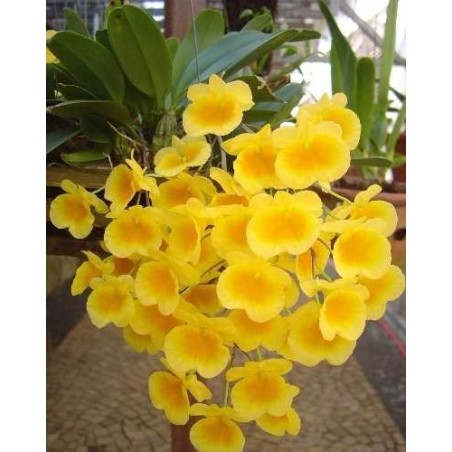 Dendrobium aggregatum