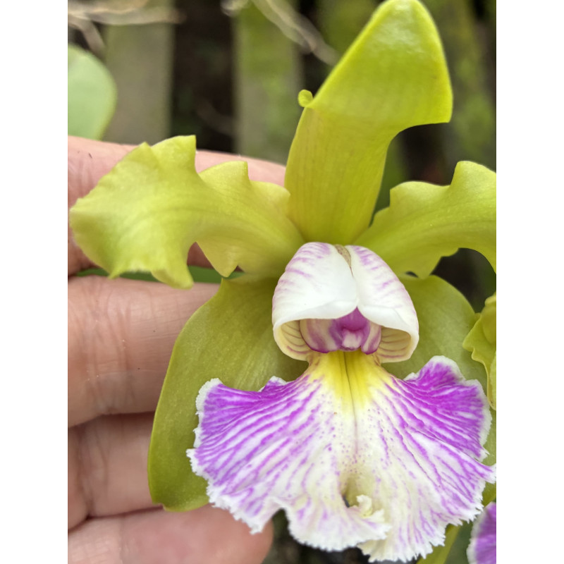 CATTLEYA SCHILLERIANA SEMI-ALBA