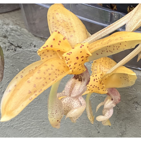 STANHOPEA (LIETZEI X GUTTULATA)