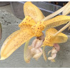STANHOPEA (LIETZEI X GUTTULATA)