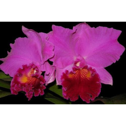 BLC. AMY WAKASUGUI ' YAMANASHI'