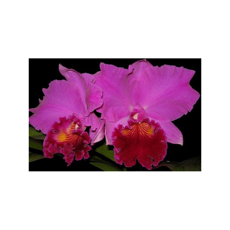 BLC. AMY WAKASUGUI ' YAMANASHI'