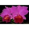 BLC. AMY WAKASUGUI ' YAMANASHI'