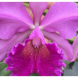 BLC. EXCELLENCE GOLD X CATTLEYA GIGAS