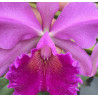 BLC. EXCELLENCE GOLD X CATTLEYA GIGAS