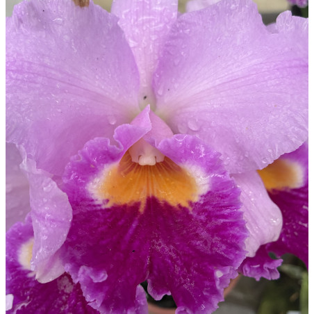 BLC. IRENE FINNEY ' SPRINGS BEST'
