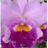 BLC. IRENE FINNEY ' SPRINGS BEST'