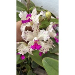 Cattleya amethystoglossa branca com pintas