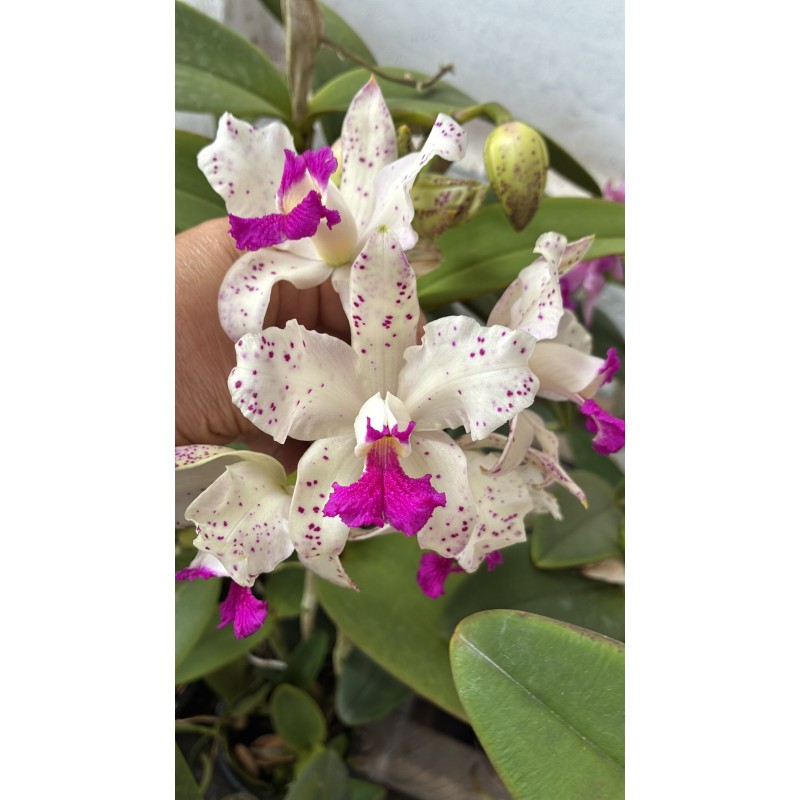 Cattleya amethystoglossa branca com pintas