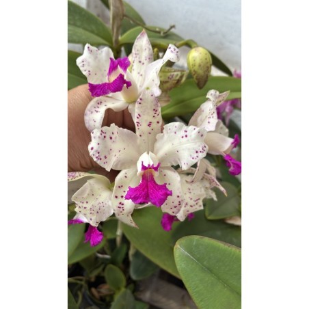 Cattleya amethystoglossa branca com pintas