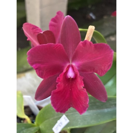 Hawkinsara Koolou Sunset