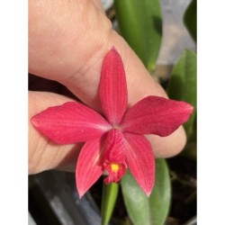 Sophronitis rio grandensis x Laelia ghillanyi