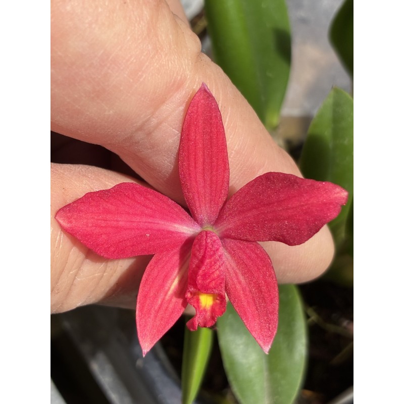 Sophronitis rio grandensis x Laelia ghillanyi