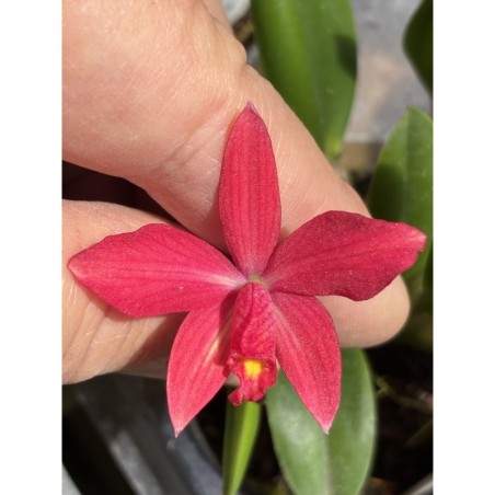 Sophronitis rio grandensis x Laelia ghillanyi