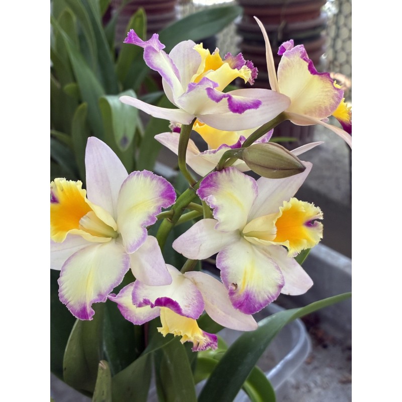 BLC. Momilani Rainbow ‘ Waldor’