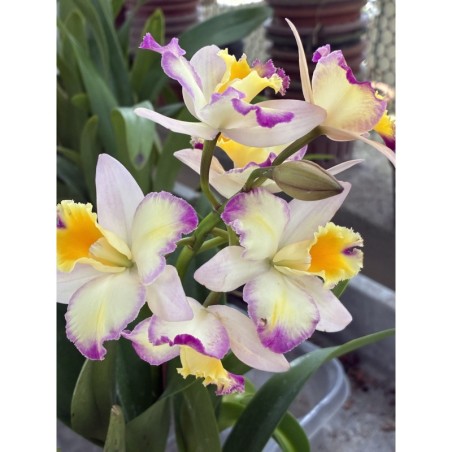 BLC. Momilani Rainbow ‘ Waldor’