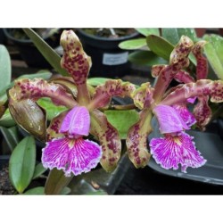 Cattleya schilleriana tipo