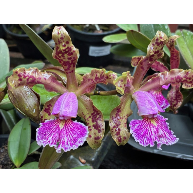 Cattleya schilleriana tipo