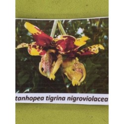 Stanhopea tigrina Nigroviolacens