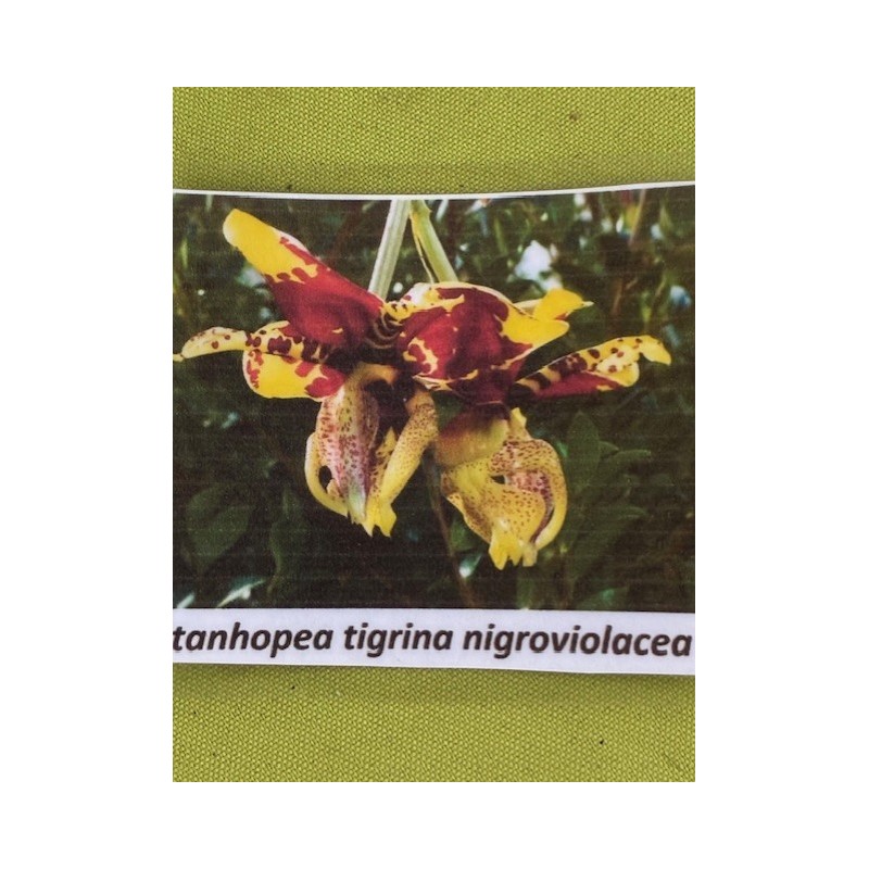 Stanhopea tigrina Nigroviolacens