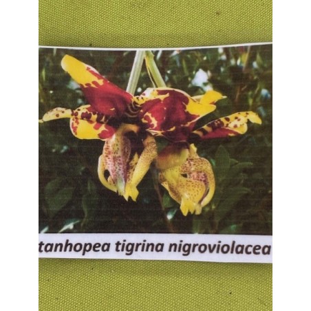 Stanhopea tigrina Nigroviolacens