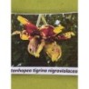 Stanhopea tigrina Nigroviolacens