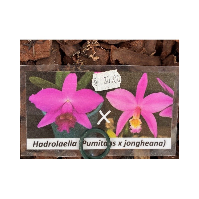 Laelia (Pumitans x jongheana)