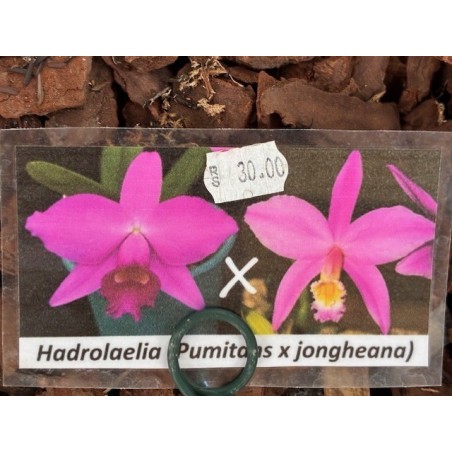 Laelia (Pumitans x jongheana)